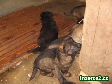 No - štěňata_2 132172_2.jpg