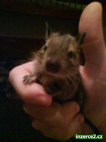 Osmák degu_1 133427_1.jpg