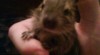 Osmák degu 133427_t.jpg
