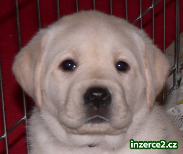 Labrador Retriever s PP_1 133523_1.jpg