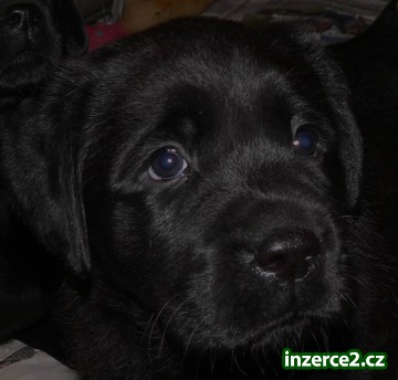 Labrador Retriever s PP_2 133523_2.jpg