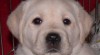 Labrador Retriever s PP 133523_t.jpg