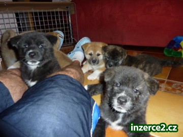 Akita Inu_1 134261_1.jpg