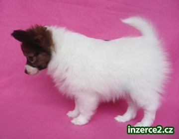 Papillon_2 134871_2.jpg