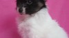 Papillon 134871_t.jpg
