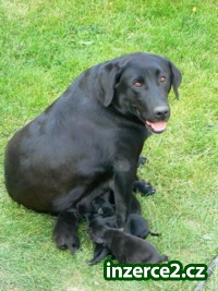 štěňata labradora_1 1359_1.jpg