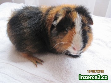 US-TEDDY S PP_1 136211_1.jpg