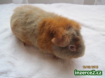 US-TEDDY S PP_2 136211_2.jpg