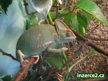 Chamaeleo calyptratus - jemenský_1 13624_1.jpg