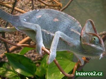 Chamaeleo calyptratus - jemenský_2 13624_2.jpg
