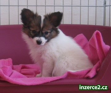 Papillon_1 137777_1.jpg