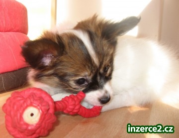 Papillon_2 137777_2.jpg