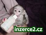 domů zvýšení opice pro přijetí_1 138409_1.jpg