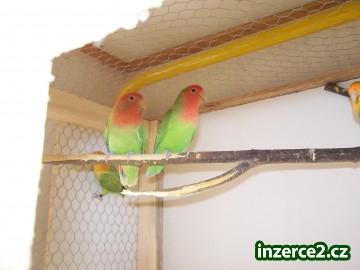 agapornis růžohrdlý_1 139108_1.jpg
