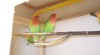 agapornis růžohrdlý 139108_t.jpg