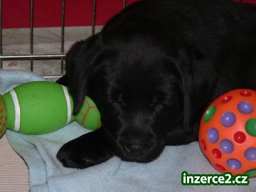 Labrador Retriever s PP_1 139944_1.jpg