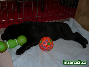 Labrador Retriever s PP_2 139944_2.jpg