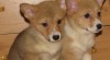 welsh corgi pembrok 140108_t.jpg