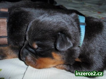 Rottweiler štěňátka s PP_2 140526_2.jpg