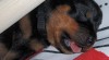 Rottweiler štěňátka s PP 140526_t.jpg