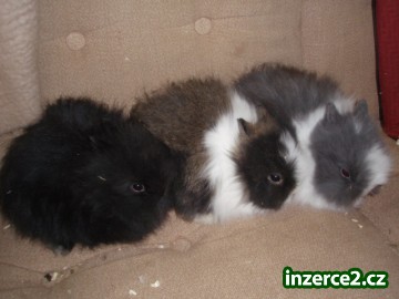 Zakrslý teddy- miminka_1 140937_1.jpg