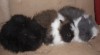Zakrslý teddy- miminka 140937_t.jpg