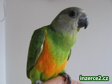 Papoušek senegalský_1 142741_1.jpg