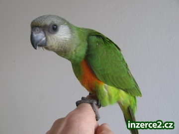 Papoušek senegalský_2 142741_2.jpg