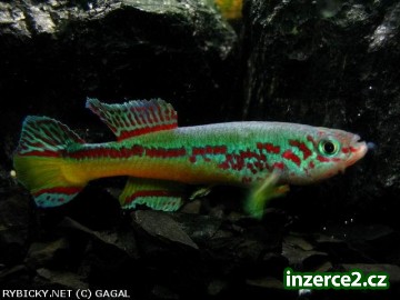 akvarijní ryby_1 143100_1.jpg
