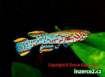 akvarijní ryby_2 143100_2.jpg