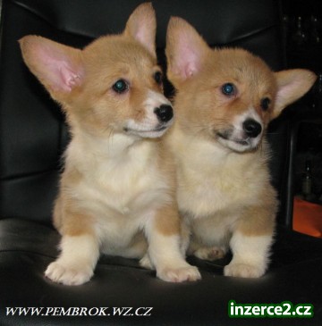 welsh corgi pembrok_1 143158_1.jpg