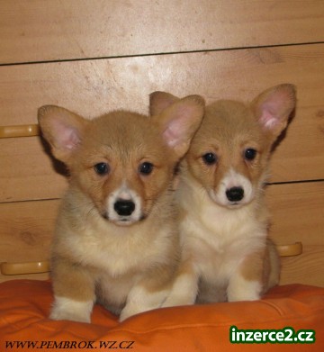 welsh corgi pembrok_2 143158_2.jpg