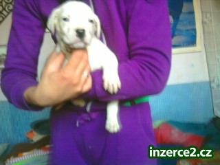 Prodam stenata argentinske dogy krizene s nemeckou_1 143696_1.jpg