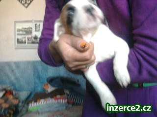 Prodam stenata argentinske dogy krizene s nemeckou_2 143696_2.jpg