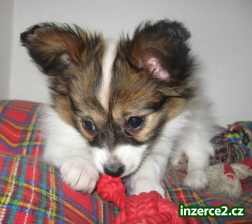 Papillon_1 143788_1.jpg