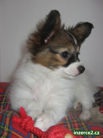 Papillon_2 143788_2.jpg