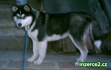 Prodám štěně Sibiřský husky s PP_1 144197_1.jpg