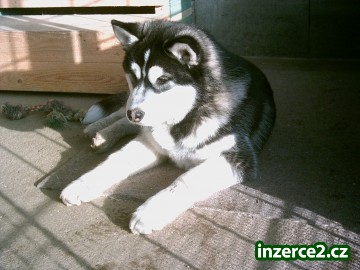 Prodám štěně Sibiřský husky s PP_2 144197_2.jpg