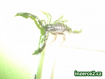 Heterometrus spinifer_1 144553_1.jpg