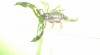 Heterometrus spinifer 144553_t.jpg
