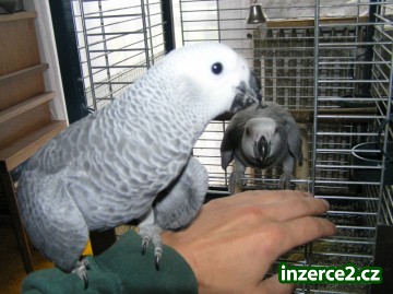 žako kongo_1 144935_1.jpg