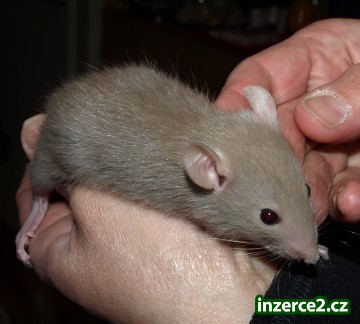 Mláďata potkánků k chovu i na mazlíka_2 145105_2.jpg