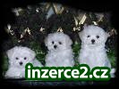 Maltese puppies for Adoptiono_1 146281_1.jpg