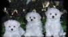 Maltese puppies for Adoptiono 146281_t.jpg