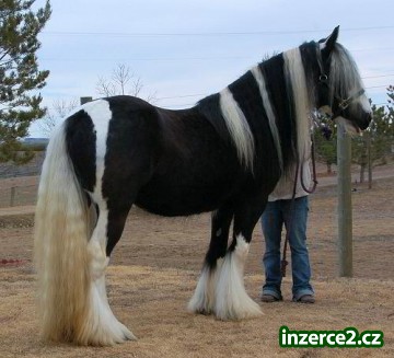 A klisna Hřebec Gypsy vänner koní pro Přijeti_2 146843_2.jpg