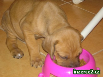 Rhodesky ridgeback_1 14826_1.jpg