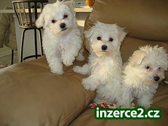 Maltese puppies for Adoption_1 148610_1.jpg