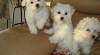 Maltese puppies for Adoption 148610_t.jpg