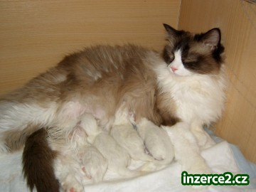 Ragdollí koťátka s PP_1 148623_1.jpg