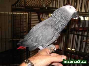 Kongo Papoušek šedý s králem klecí_1 148930_1.jpg